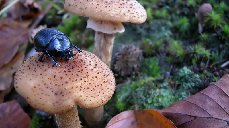 Bug on Mushroom wallpaper