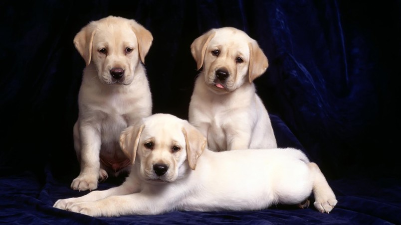 Three Labradors wallpaper