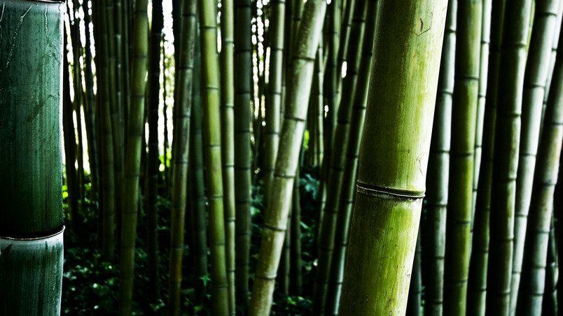 Bamboo stalks wallpaper