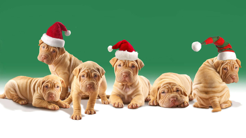 Christmas Puppies wallpaper