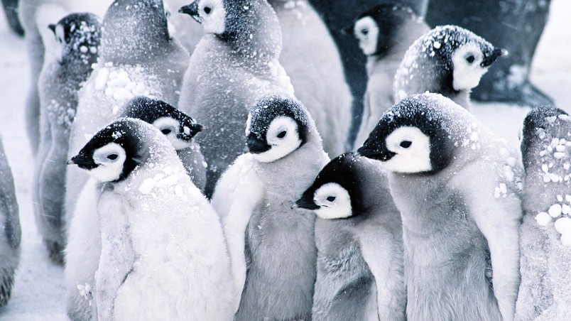 Baby Penguins wallpaper