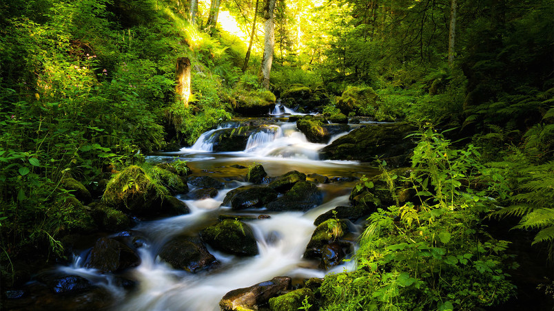 River and Green Forest wallpaper