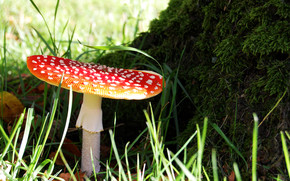 Mushrooms Red wallpaper