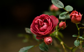Rose Flower wallpaper