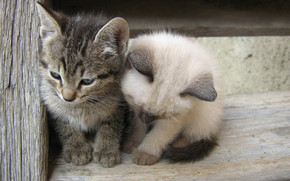 Two Little Cats wallpaper