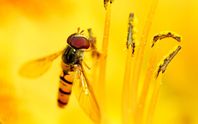 Syrphid\'s Feast wallpaper