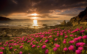 Flowers and Sunset wallpaper