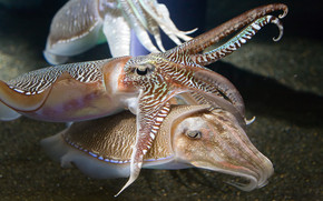 Cuttlefish Jan wallpaper