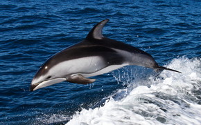 Dolphin Swimming wallpaper