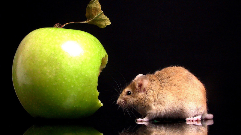 Apple and Mouse wallpaper