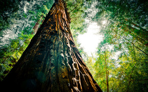 Redwood Extreme wallpaper