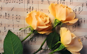 Beautiful Roses wallpaper