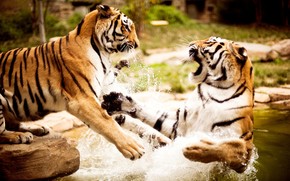 Tigers Fight wallpaper