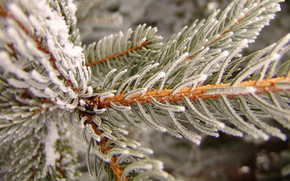 Snowy pine wallpaper