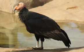 California condor wallpaper