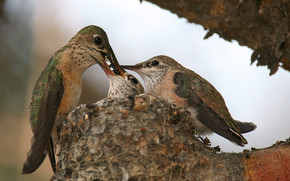 Calliope Hummingbird Nest wallpaper