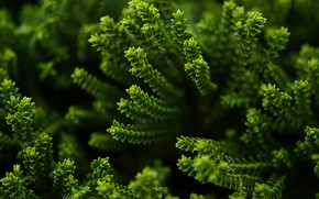 Green Plant wallpaper