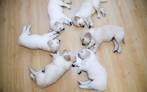 Cute Dog Puppies wallpaper