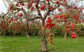 Autumn Red Apples wallpaper
