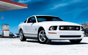 White Mustang wallpaper