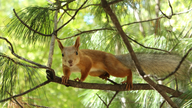 Tree squirrel wallpaper