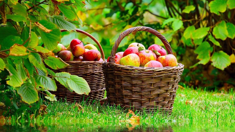 Apples Basket wallpaper