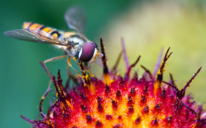 Hover Fly at Work wallpaper