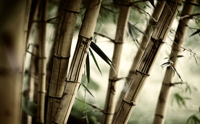 Old Bambus wallpaper