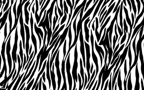 Zebra Print wallpaper
