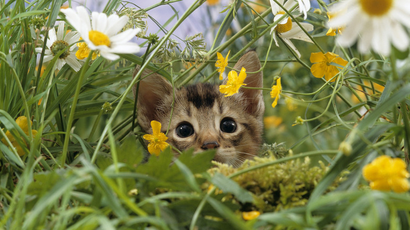 Cat Lost in Grass wallpaper