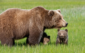 Bear with Cubs wallpaper