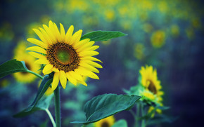 Sunflower HDR wallpaper