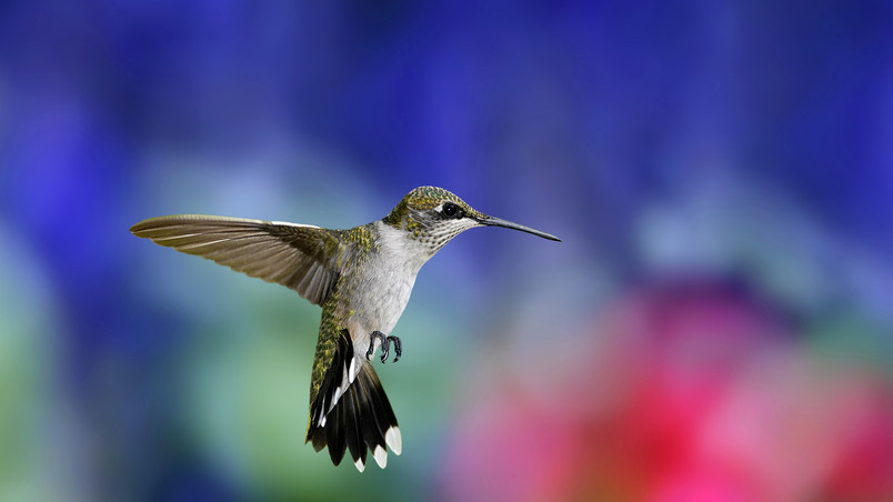 Colibri Bird wallpaper