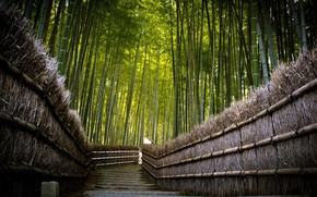 Bamboo Fence wallpaper