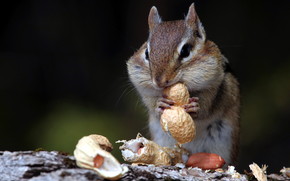 Hungry Squirrel wallpaper