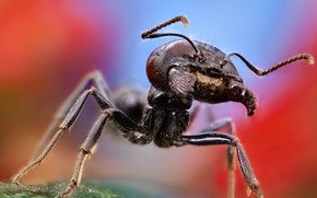 Ant Close Up wallpaper