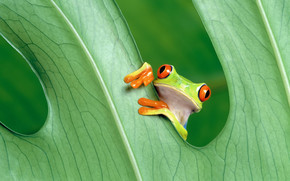 Cute Little Frog wallpaper