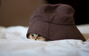 Little Kitty Hiding wallpaper