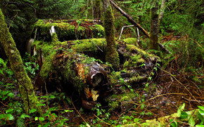 Old Car and Forest wallpaper