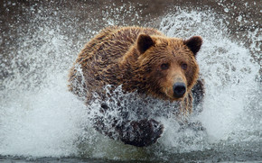 Bear Running Splash wallpaper