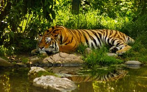 Amazing Tiger wallpaper
