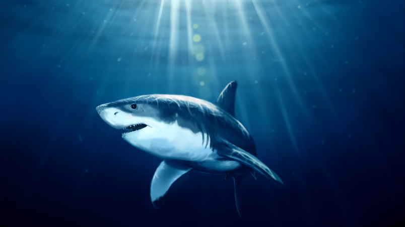  Shark  Under Water HD  Wallpaper  WallpaperFX