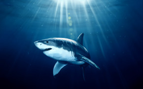 Shark Under Water wallpaper