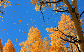 Autumn Over The Trees wallpaper