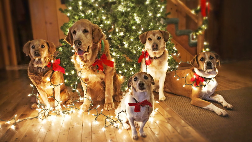 Dogs Waiting for Santa wallpaper