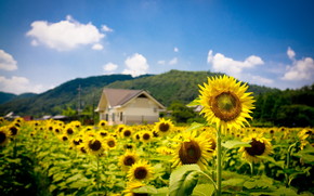 Sunflower Land wallpaper