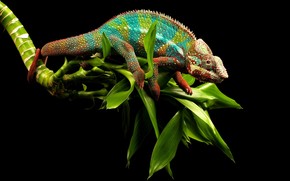Young Chameleon wallpaper
