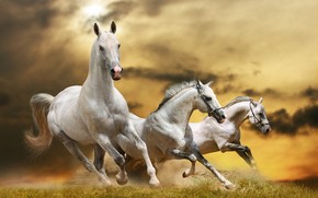 Wilde White Horses wallpaper