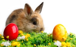 Cute Little Easter Rabbit wallpaper