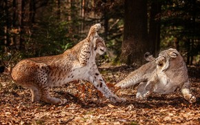 Lynx Fight wallpaper